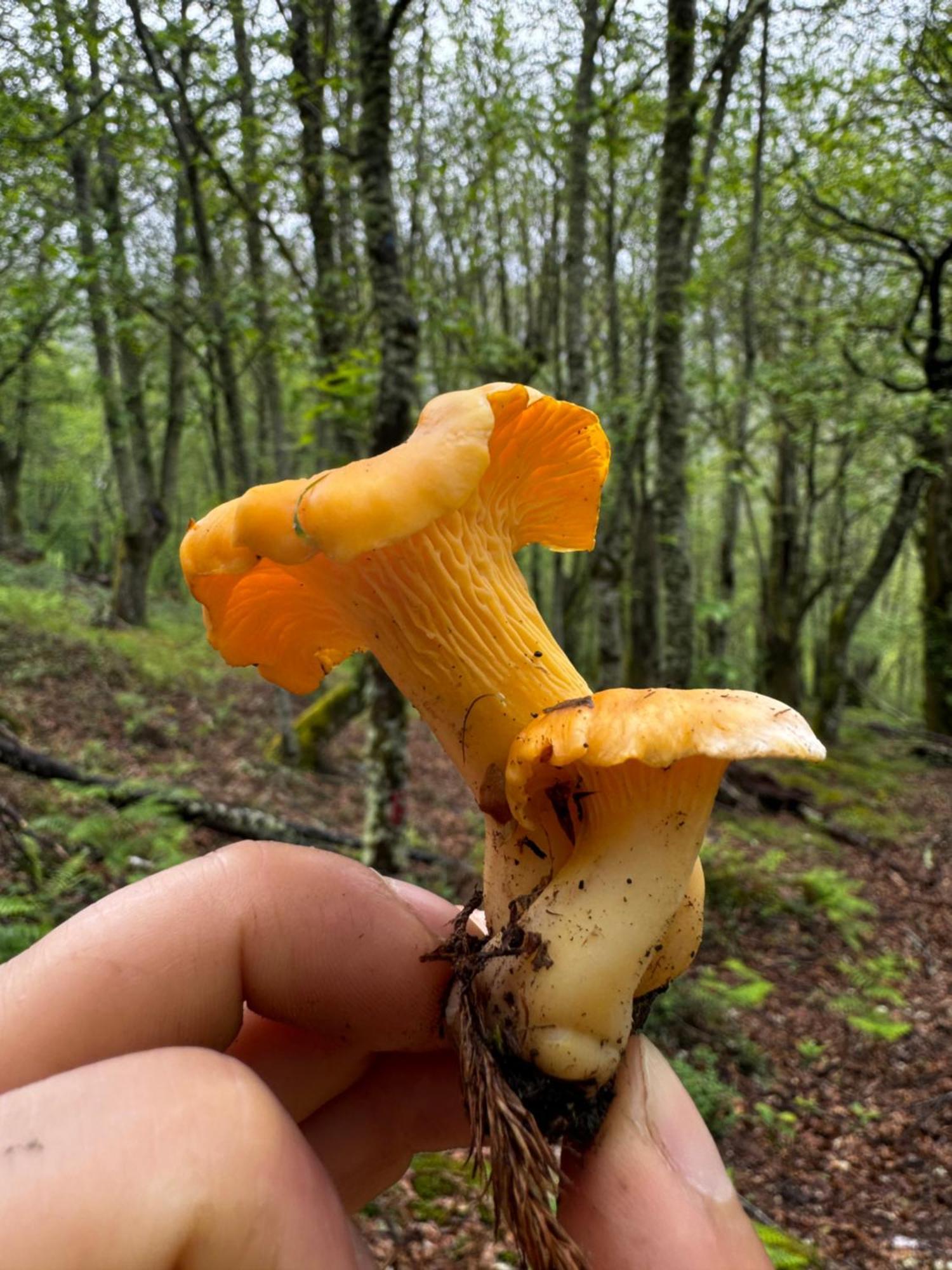Appartamento A Barreira -Lar Da Cima- Folgoso do Courel Esterno foto